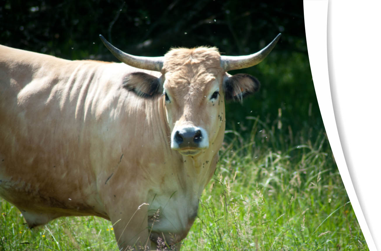 vente directe viande, vente à la ferme, élevage traditionnel, vaches aubrac, viande de bœuf, calvados, normandie