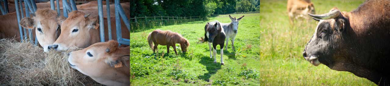 Animaux Gîte Ferme Lieu Bellemare Calvados