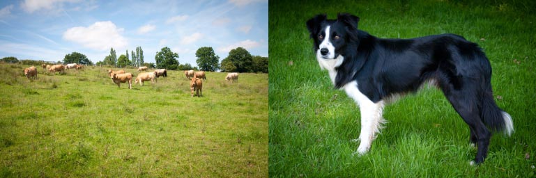 vente directe à la ferme, vente de viande calvados, chien, élevage, border collie, gardien, vaches aubrac, nature, normandie