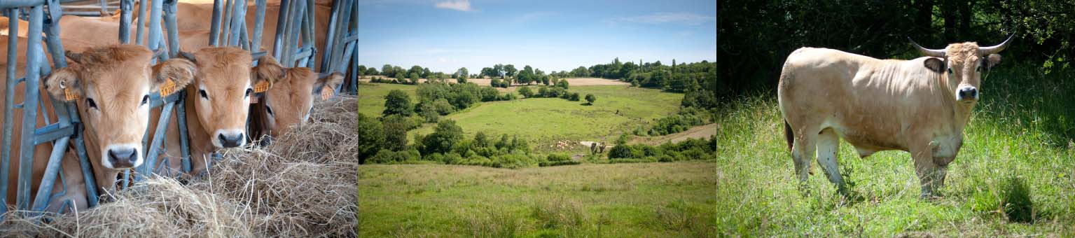 élevage plein air vaches aubrac pays d'auge