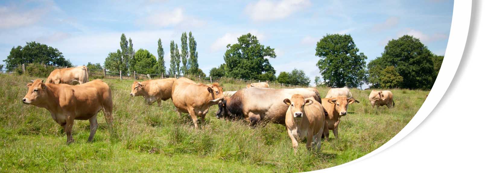 vente directe de viande, élevage traditionnel, vaches aubrac, viande bœuf, calvados, pays d'auge, cormeilles, lisieux, normandie