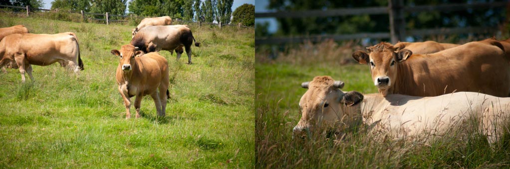 vente directe ferme viande bœuf aubrac normandie