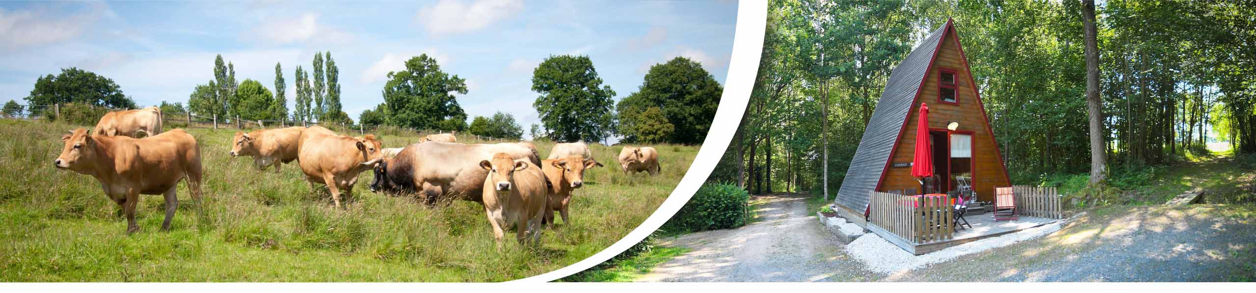 vente directe viande, ferme, lieu bellemare, gîte familial, vaches aubrac, Pays d'Auge, calvados, eure, cormeilles, lisieux, pont l'évêque, normandie