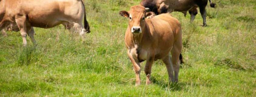 livraison viande aubrac bio