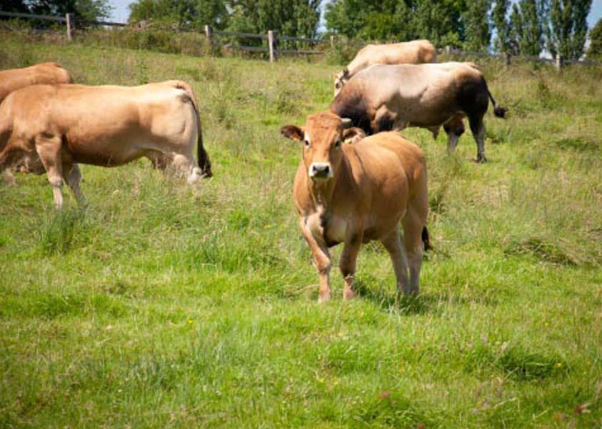 livraison viande aubrac bio